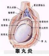 男性睾丸疼痛怎么回事